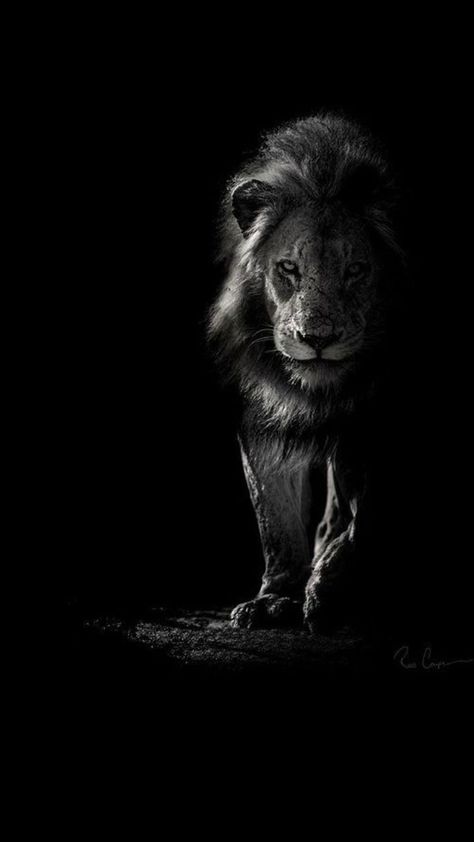 Animal Photography Dogs, Animal Photography Wildlife, Lion Portrait, I Am Tired, Am Tired, Photography Wildlife, Black Lion, Lion Images, My Strength