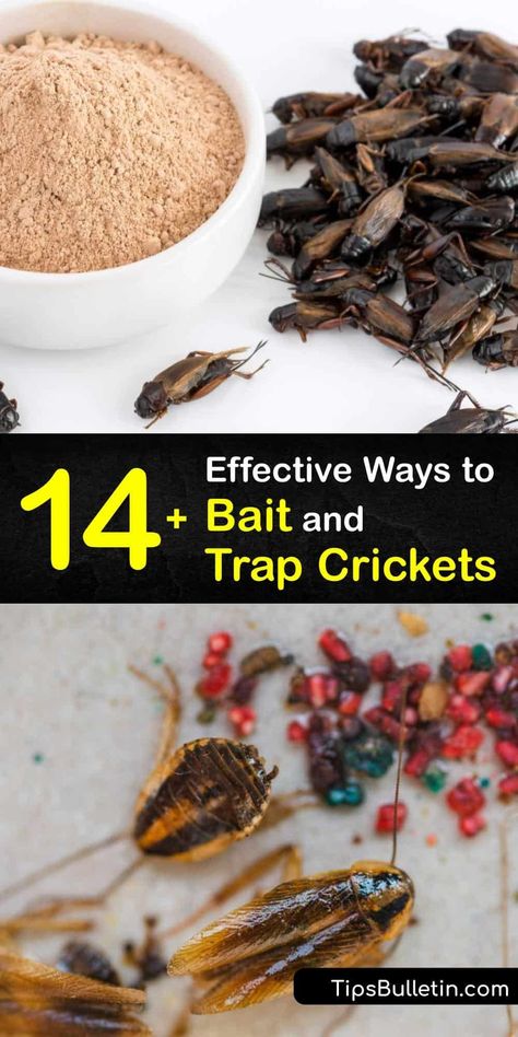 Discover how to use an insect trap as a form of cricket pest control. It’s easy to make a homemade cricket trap to capture spider crickets, camel crickets, or house crickets. Bottle traps or glue traps are safe alternatives to insecticides. #cricket #traps Cricket Repellent Diy, Cricket Trap, Ant Killer Recipe, Repellent Diy, Nitrogen Fixing Plants, Mole Cricket, Diy Bug Spray, Glue Traps, Diy Glue