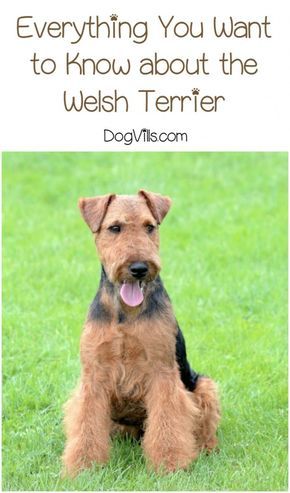 Welch Terrier, Dog House Air Conditioner, Adoption Tips, Healthiest Dog Breeds, Miniature Dog Breeds, Hypoallergenic Dog Breed, Dog Organization, Shepherd Dog Breeds, Dog Grooming Tips