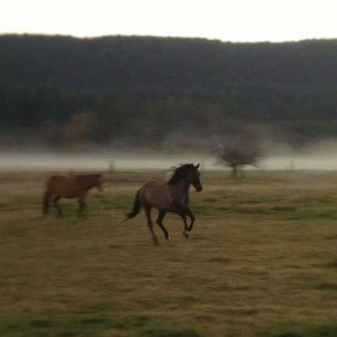 Horse Running, Cowboy Aesthetic, Horse Aesthetic, Cute Horses, Horse Life, Pretty Horses, Horse Love, Horse Girl, Nature Aesthetic