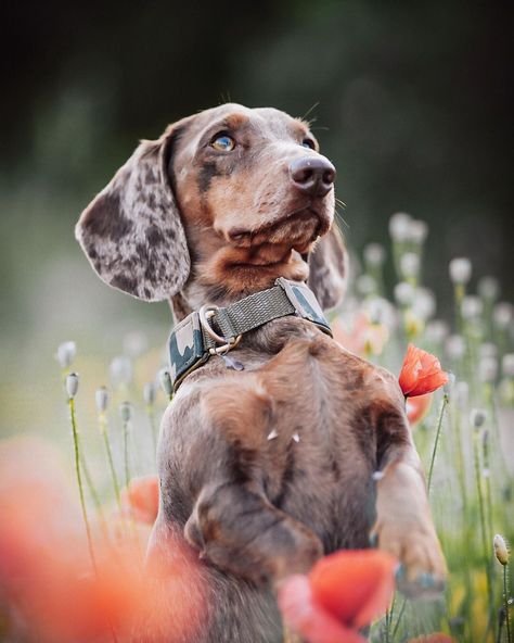 Outdoor Pet Gate, Dachshund Photography, Outdoor Dog Area, Camping Dog, Outdoor Dog Bed, Dog Area, Dog Camping, Dog Adventure, Mini Dachshund