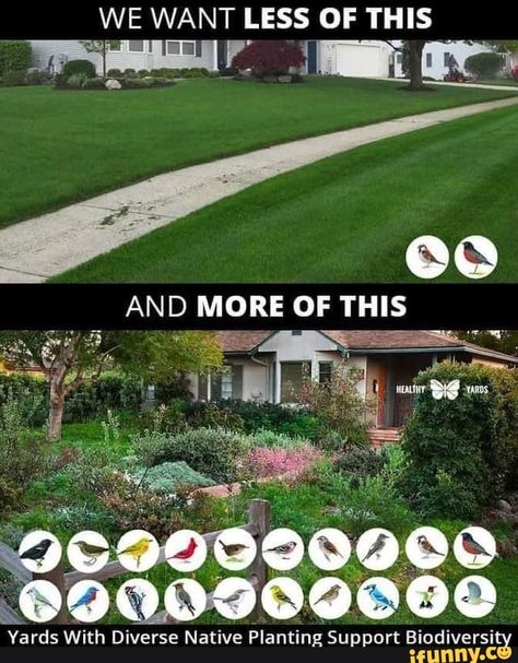 Lawn Alternatives, Types Of Grass, School Garden, Eco Living, Eco Friendly House, Green Life, Garden Gates, Summer Garden, Permaculture