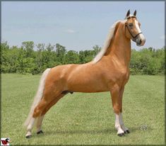 Tennessee Walker Horse, Horse Walker, Tennessee Walker, Palomino Horses, American Saddlebred Horses, Horse Herd, Tennessee Walking Horse, American Saddlebred, Barrel Racing Horses