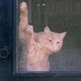 This is a guide about keeping cats from scratching screen doors. Cats can quickly ruin a screen door with their claws. Training your cat to not scratch at the screen will save you money and allow your screen door to serve it's purpose. Screen Door Replacement, Screen Door Protector, 99 Cent Store, Serval Cats, Cat Proofing, Cats Diy Projects, Screen Doors, Pet Door, Diy Window