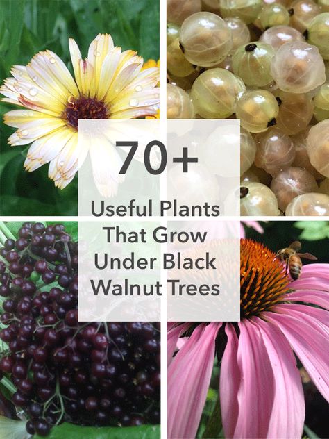 How to Have an Edible Garden Under Black Walnut Trees — Daily Harvest Designs, LLC Autumn Olive, Black Walnut Tree, Daily Harvest, Walnut Tree, Permaculture Design, Echinacea Purpurea, Edible Landscaping, My Black, Edible Plants