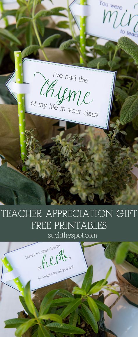 Fresh Potted Herbs ~ Teacher Appreciation Gift & Free Printable | SuchTheSpot.com Faculty Lounge, Free Teacher Appreciation Printables, Teacher Lunch, Teacher Appreciation Gifts Printables, Potted Herbs, Teacher Appreciation Printables, Appreciation Printable, Volunteer Gifts, Presents For Teachers