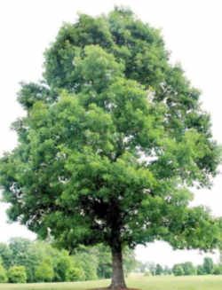 Illinois State Native Tree: White Oak Quercus Alba, White Oak Tree, Alder Tree, Tree Seedlings, Hgtv Garden, Illinois State, Oak Trees, Stone Walls, Bird Food