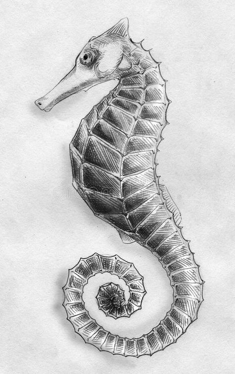 Download Sea horse pencil sketch stock illustration. Image of animal - 27116582 Fish Sketch, Sea Drawing, Natural Form Art, Shading Drawing, Seahorse Art, Life Sketch, Pencil Drawings Of Animals, Horse Sketch, Sea Life Art