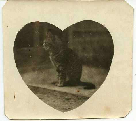 Knick Knack, Vintage Cat, Pics Art, Kitty Cat, 귀여운 동물, Wall Collage, Pretty Pictures, A Heart, Drawing Tutorial