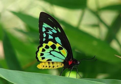 Butterfly Rainforest Moment, Green birdwing Amazon Rainforest Butterflies, Rainforest Butterfly, Butterfly Exhibit, Expo Ideas, Edible Insects, Tropical Butterfly, Big Butterfly, Blue Morpho, Largest Butterfly