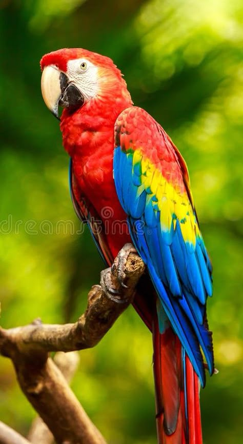 Wallpaper Dog Aesthetic, Animals And Pet Supplies, Parrot Painting, Wallpaper Dog, Parrots Art, Aesthetic Dog, Dog Aesthetic, Macaw Parrot, Most Beautiful Birds