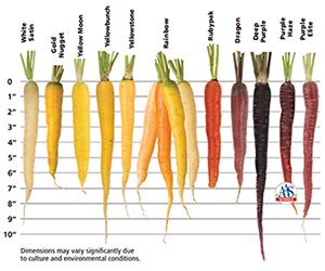 Carrot Varieties, Colorful Carrots, Carrot Colour, Purple Carrot, Succession Planting, Rainbow Carrots, Garden Vegetables, Comparison Chart, Backyard Greenhouse