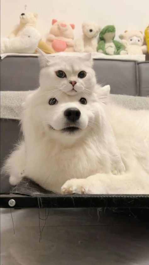 They are so cute together in 2022 | Funny animals, Cute dogs, Cute animals Dogs Samoyed, Puppies Fluffy, Samoyed Puppies, Exotic Mammals, Samoyed Puppy, Dogs Cute, Animals Friendship, Animals Cute, White Cats