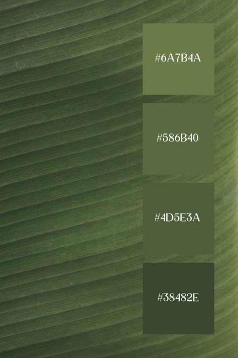 This Sage Green Color Palette highlights a close-up of a leaf with a soft sage green hue. The subtle variations in the green tones create a calming and natural appearance, emphasizing the delicate linear patterns on the leaf's surface. Sage Green Color Palette, Color Scheme Generator, Color Generator, Soft Sage Green, Flip Image, Green Color Palette, Monochromatic Color Palette, Blur Image, Bedroom Redo