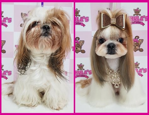 Shih Tzu Grooming Styles Female, Shih Tzu Haircuts Female, Shitzu Haircuts, Dog Grooming Shih Tzu, Yorkie Cuts, Dog Hair Dye, Shih Tzu Haircuts, Yorkie Haircuts, Perro Shih Tzu