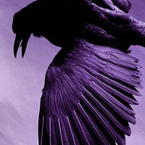 Raven Queen Ever After High, Ever After High Aesthetic, Violet Aesthetic, High Aesthetic, Purple Bird, Catty Noir, Raven Queen, Queen Aesthetic, Royalty Aesthetic