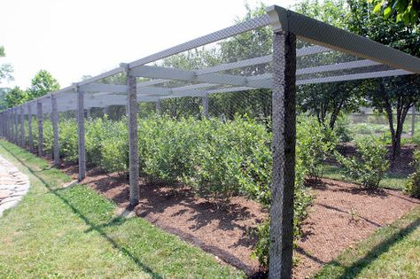 This is my new netted blueberry pergola.  I'll show you how it was constructed. Blueberry Gardening, Berry Garden, Blueberry Farm, Vertical Vegetable Garden, Garden Netting, Potager Garden, Vegetable Gardens, Veg Garden, Vegetable Garden Design