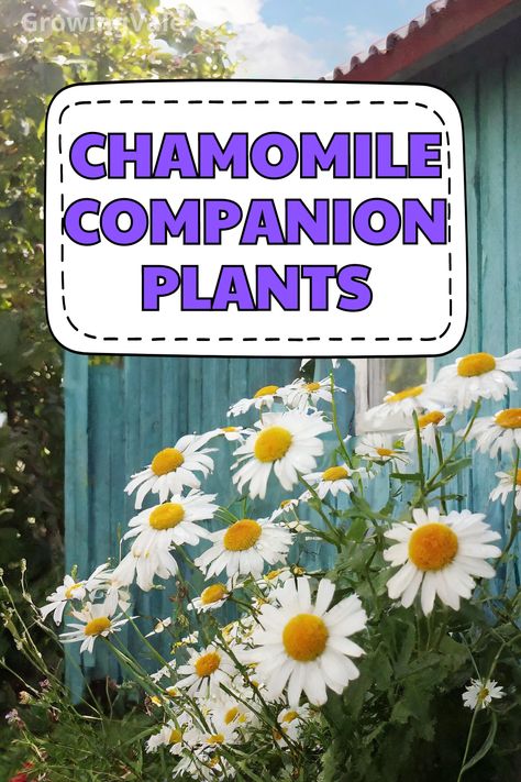 Chamomile Companion Plants Mint Companion Planting, Planting Chamomile, Best Companion Plants, Growing Together, Companion Plants, Attracting Beneficial Insects, Chamomile Tea, Beneficial Insects, Free Plants