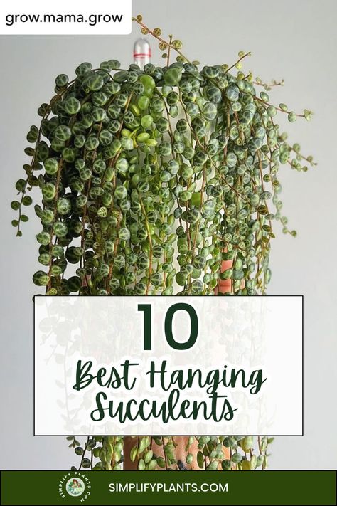 "Discover the 10 Best Hanging Succulents to elevate your indoor and outdoor spaces! Explore stunning Hanging Succulents Outdoor and Hanging Succulents Indoor options that thrive in various conditions. Perfect for creating beautiful Hanging Basket Gardens, these plants are ideal for Hanging Planters Outdoor and Dish Gardens. Unleash your creativity with unique Hanging Basket Ideas Outdoor and find the best plants for hanging baskets that will transform your patio!" Hanging Plant Baskets Indoor, Hanging Plants Diy Outdoor, Hanging Basket Ideas Outdoor, Hanging Succulents Outdoor, Hanging Succulents Indoor, Succulents Outdoor, Hanging Basket Ideas, Trailing Succulents, Hanging Planters Outdoor