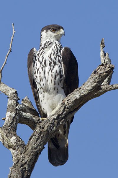 Different Types Of Eagles, Predatory Birds, Types Of Eagles, Raptor Bird Of Prey, Hawk Eagle, Raptors Bird, Hawk Bird, Bug Hotel, Eagle Pictures