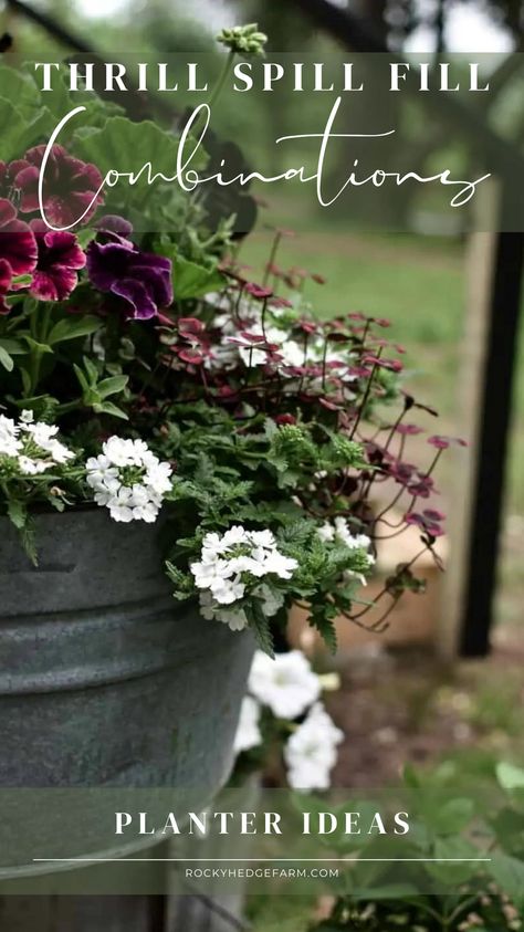 Simple Planters For Front Porch, Gorgeous Container Gardens, Potted Spring Flowers, 2024 Outdoor Planter Ideas, Entryway Flower Pots, Supertunia Latte Container Ideas, Shaded Planter Box Ideas, Potted Arrangements Outdoor, Tall Planter Flower Ideas