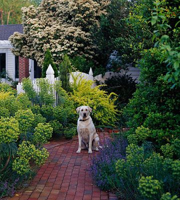 . Dog Friendly Garden, Dog Friendly Backyard, Dog Backyard, Dog Yard, Dog Garden, Have Inspiration, Landscape Projects, Garden Paths, Permaculture