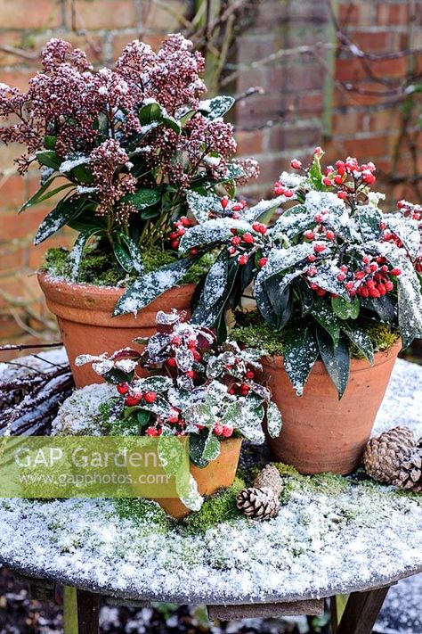 Winter containers with Skimmia Reevisiana, Skimmia japonica, Gaulteria procumbens with moss and cones Skimmia Japonica, Sk Photo, Winter Containers, Plant Photography, Garden Gate, Winter Colors, Winter Garden, Winter Months, Cold Winter