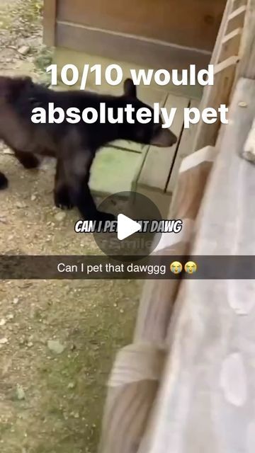 Miriam Weaver on Instagram: "I would absolutely pawsitively pet that “dawg.” 😂😂 #ifnotsupposedtopetbearswhyaretheysocutetho #bear #canipetthatdog" Can I Pet That Dog Tik Tok, Can I Pet That Dawg, Can I Pet That Dawg Video, Bear Meme, Funny Christian Jokes, Dog Bear, Christian Jokes, Christian Humor, Face Off