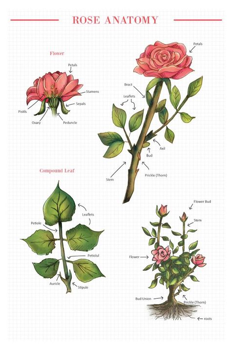 Rose Anatomy, Childminding Activities, Flower Anatomy, Nature Journals, Flower Structure, Infographics Design, Rose Care, Kebaya Muslim, Rose Hips