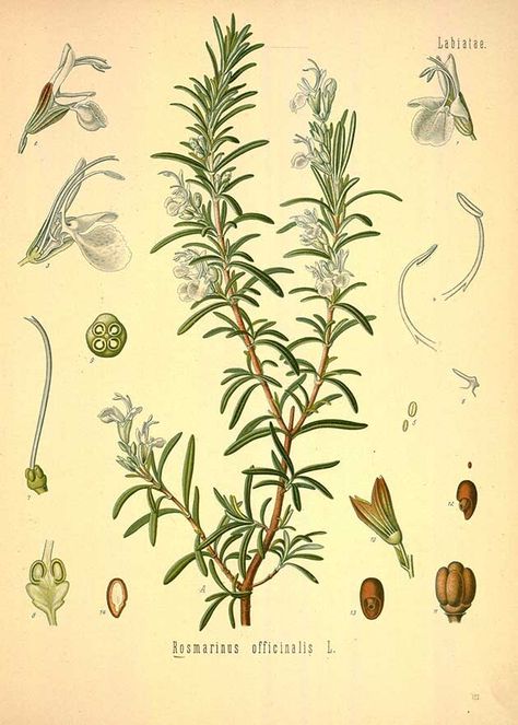 Rosemary - botanical plant illustration - Royalty free from plantcurator.com Botanisk Illustration, Rosemary Plant, Illustration Botanique, Botanical Art Prints, Botanical Artwork, Kunst Inspiration, Vintage Botanical Prints, Scientific Illustration, Garden Wall Art