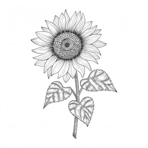 Hand drawn sunflower drawing illustratio... | Premium Vector #Freepik #vector #flower #floral #hand #leaf Sunflower Design Drawing, Hand Drawn Sunflower, Sunflower Sketches, Drawn Sunflower, Sunflower Head, Cartoon Kunst, Sunflower Drawing, Sunflower Tattoos, Garden Pattern