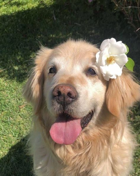 Cute Dog Photos Aesthetic, Animals Holding Flowers, Golden Retriever Profile Picture, Dog Profile Pictures Aesthetic, Coquette Golden Retriever, Dog Core Aesthetic, Cute Wholesome Pictures, Dog Profile Pic, Dog Pfp Cute