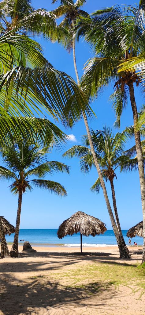 Palmeras invadiendo el cielo azul y en la arena pequeñas cabañas para proteger a los turistas del sol Venezuela Wallpaper, Venezuela Aesthetic, Beach Aesthetic, Beach Scenes, Sky Aesthetic, America Travel, Central America, Beautiful Wallpapers, Solo Travel