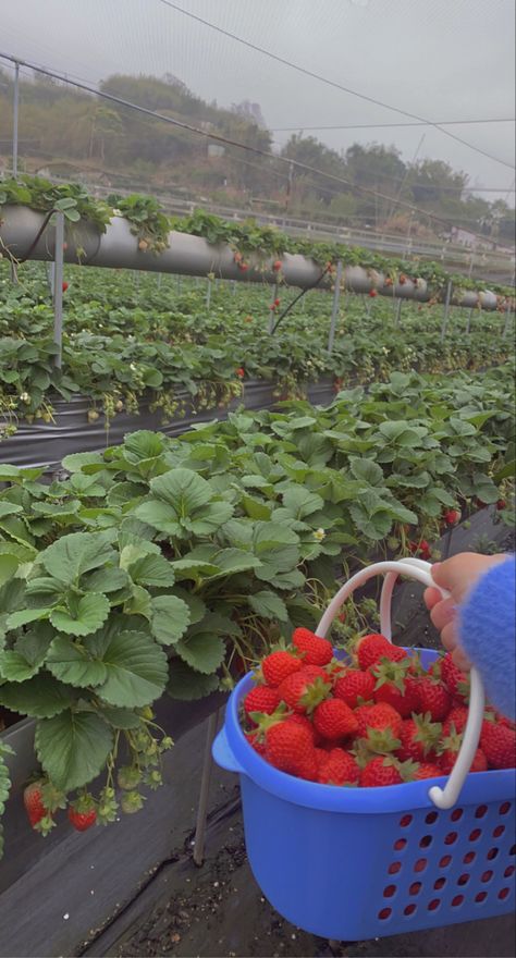 Strawberry Picking Date, Kebun Strawberry, Picking Tomatoes, Picking Strawberries, 숲 사진, Kue Macaroon, Strawberry Field, Strawberry Farm, Strawberry Picking