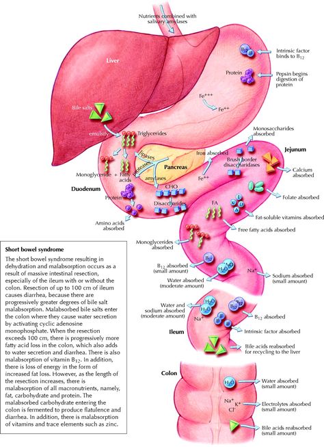 GI absorption of nutrients Sistem Pencernaan, Human Anatomy And Physiology, Medical Studies, Nursing Tips, Large Intestine, E Mc2, Nursing Study, Nursing Education, Nursing Notes