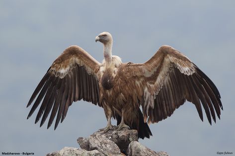 Desert Vulture, African Vultures, Vulture Wallpaper, Vulture Illustration, Vulture Skull, Vulture Tattoo, Vulture Marvel, Aesthetic Cute Wallpaper, Griffon Vulture