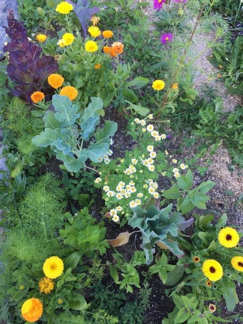 Companion Gardening, Garden Companion Planting, Potager Garden, Organic Vegetable Garden, Veg Garden, Home Vegetable Garden, Homestead Survival, Organic Gardening Tips, Food Garden