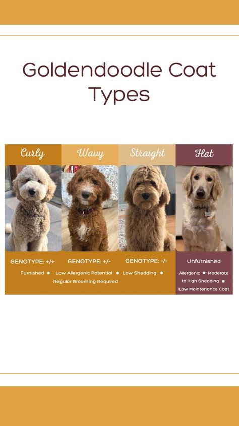 Labradoodle Grooming, Goldendoodle Haircuts, Moyen Poodle, Curly To Straight, Goldendoodle Grooming, Coat Types, Puppy Mom, Puppy Coats, Dog Haircuts