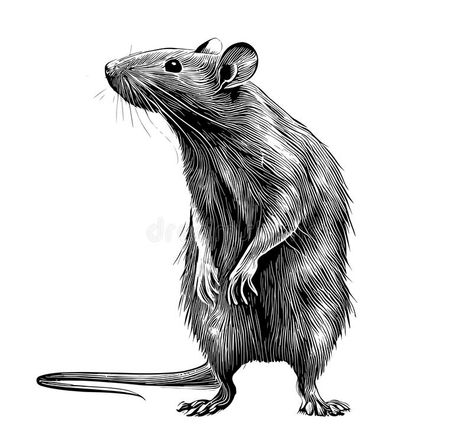 Rat Drawn Cute, Rat Animal, Circus Pictures, Rat Tattoo, Animal Sketch, Model Tattoo, Pen Art Drawings, Picture Books Illustration, Pet Rats