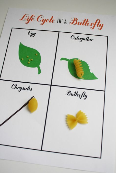 printable 'life cycle of a butterfly' activity.  glue different kinds of pasta for each cycle. Life Cycle Of A Butterfly, Cycle Of A Butterfly, Butterflies Activities, 1st Grade Science, Butterfly Life Cycle, Spring Preschool, Kindergarten Science, Teaching Life, Preschool Science