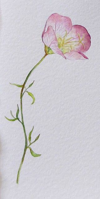 Evening Primrose, or - Paint the Dog Before the Fleas!  Her watercolors are just wonderful Pink Primrose Tattoo, Evening Primrose Tattoo Flower, Primrose Drawing Simple, Primrose Flower Drawing, Buttercup Watercolor, Watercolor Primrose, Primrose Watercolor, Blueberries Art, Oenothera Speciosa