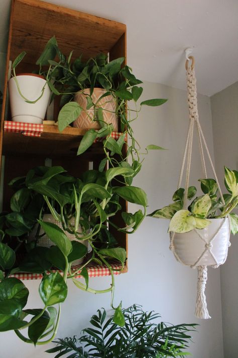 Global Green Pothos, Manjula Pothos, Plant Setup, Cebu Blue, Satin Pothos, Plant Hanging, Pothos Plant, House Plants Decor, Plant Hangers