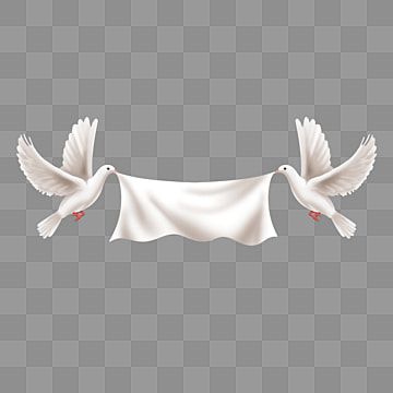 two,hold,shadow,effect,banner,pigeon,peace dove,peace day,peace,world peace,white,hand painted,real,realistic Pigeon Clipart, Shadow Png, Dove Peace, Peace Day, Peace Design, Wedding Background Images, Shadow Effect, Photo Collage Design, Green Screen Background Images