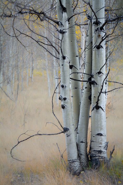 "Beautiful, Colorado aspen trees that appear to be from a fairytale story. Title: Fairytale ~ Near Tarryall, Colorado DESCRIPTION Please choose your size and style (fine art print, canvas wrap or metal print) from the drop-down menu above at the top right. Fine Art Print: Fine art print that is my original capture of a moment in time transformed into a photographic art creation. Beautifully finished photo prints with rich, sharp colors that won't fade or yellow. *Professionally printed on Kodak Fall Tree Decor, Aspen Trees Photography, Aspen Trees Painting, Aspen Art, White Birch Trees, Birch Tree Art, Aspen Tree, Colorado Art, Aspen Wood