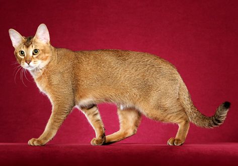 Chausie Cat, Cat Poses, Domestic Cat Breeds, American Wirehair, Cat Anatomy, Warrior Cat Oc, Cat Reference, Exotic Cats, Animal References