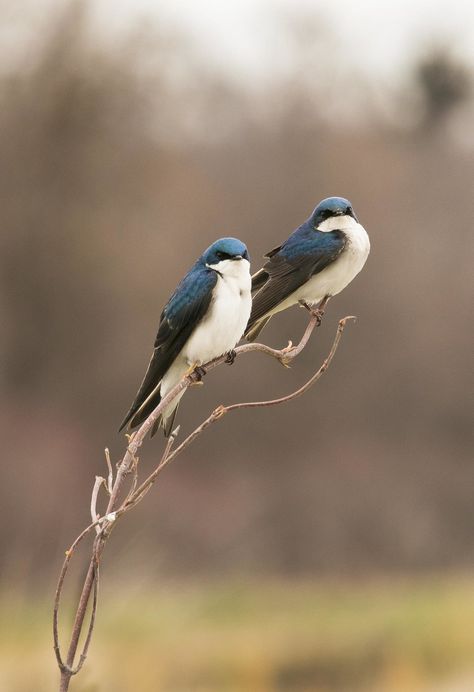 Tree Swallow, Kinds Of Birds, Swallows, Backyard Birds, Bird Pictures, Bird Drawings, Pretty Birds, Bird Photo, Colorful Birds