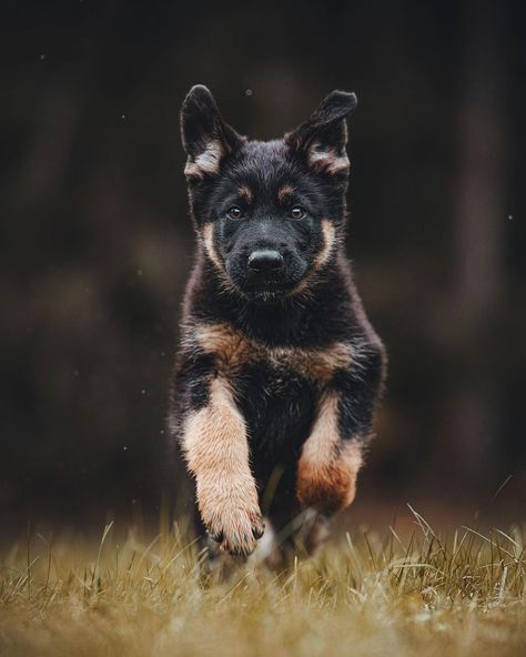 German Shepherd Photography, Dog Foto, German Shepherd Mix, Belgian Shepherd, Coban, Shepherd Dogs, German Shepherd Dog, 8 Months, Dog Drawing