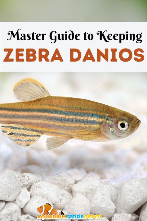 zebra danio Zebra Danio, Danio Fish, Aquarium Store, Fish Board, Fish Types, Reef Tanks, Discus Fish, Fish Breeding, Undersea World