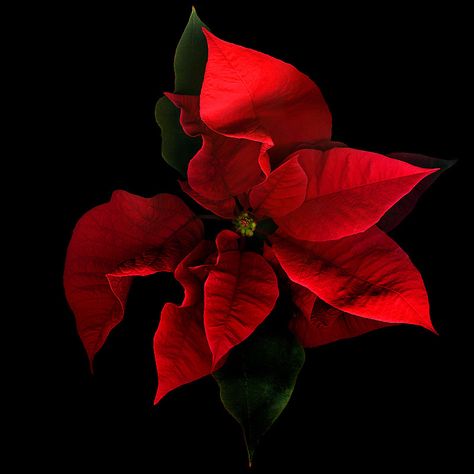 THE COLOURS of CHRISTMAS... POINSETTIA by Magda Indigo on 500px.com Images Victoriennes, Star Photo, Jesus Birthday, Star Of Bethlehem, Holiday Floral, Poinsettia Flower, Christmas Poinsettia, Art Flowers, Christmas Star