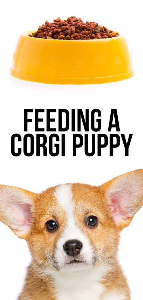 Corgi Training Tips New Puppy, Corgi Mix Puppies, Puppy Feeding Schedule, Puppy Schedule, Corgi Breeds, Best Puppy Food, Puppy Feeding, Cute Corgi Puppy, Pembroke Welsh Corgi Puppies